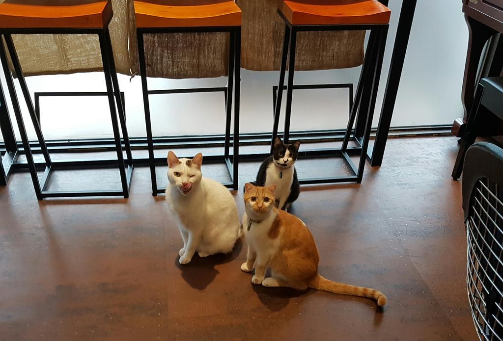 Meow G Cafe Hostel Hualien Kültér fotó